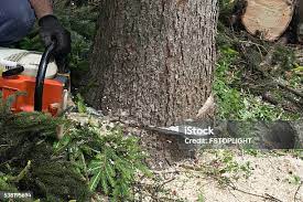 Leaf Removal in Trinity, FL